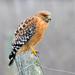 California Red-shouldered Hawk - Photo (c) spinomaly, some rights reserved (CC BY-NC)