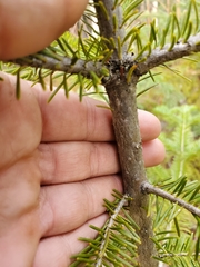 Abies balsamea image