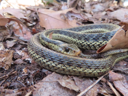 Eastern Garter Snake photographed in Pennsylvania