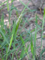 Alopecurus japonicus