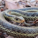 Common Garter Snake - Photo (c) Mila B., some rights reserved (CC BY), uploaded by Mila B.