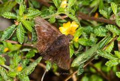 Pellicia arina