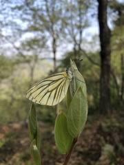 Pieris latouchei