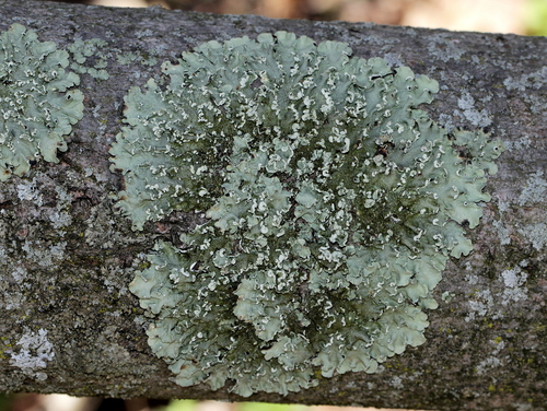 Powder-edged Speckled Greenshield