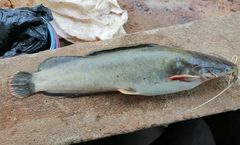 Heterobranchus isopterus