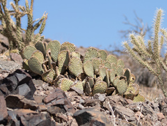 Opuntia basilaris