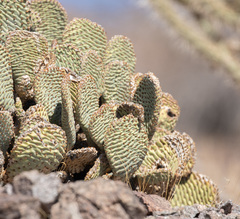 Opuntia basilaris