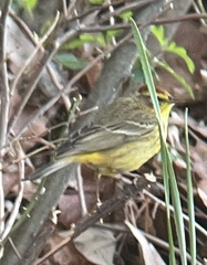 Setophaga palmarum hypochrysea