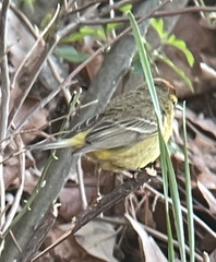 Setophaga palmarum hypochrysea