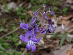 Delphinium tricorne