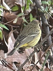 Setophaga palmarum hypochrysea