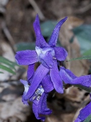 Delphinium tricorne