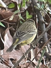 Setophaga palmarum hypochrysea