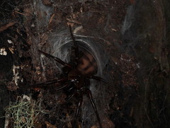 Hexathele kohua