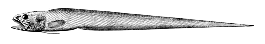Chain Cusk-Eel