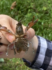 Cherax