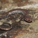 Ravine Salamander - Photo (c) Ty Smith, some rights reserved (CC BY-NC), uploaded by Ty Smith