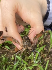 Cherax