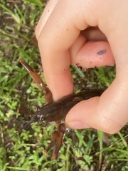 Cherax