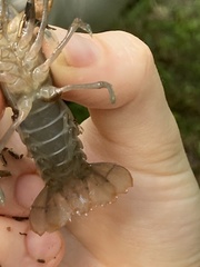 Cherax