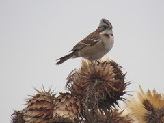 Zonotrichia capensis