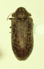 Xestobium affine