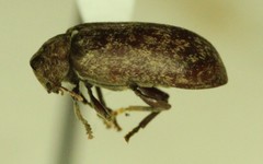 Xestobium affine