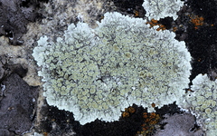 Lecanora valesiaca