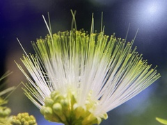 Albizia kalkora