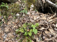 Tiarella wherryi
