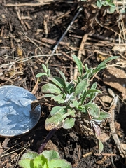 Physaria filiformis