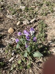 Orychophragmus violaceus