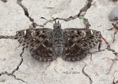 Hesperopsis alpheus