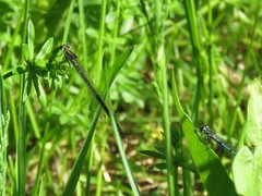Coenagrion