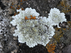 Lecanora valesiaca
