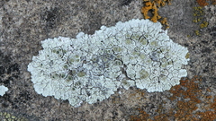 Lecanora valesiaca