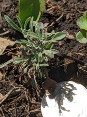Physaria filiformis