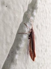 Psychoglypha bella