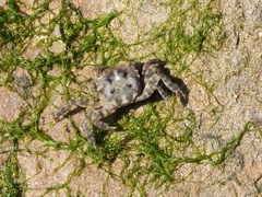 Hemigrapsus sanguineus