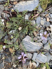 Astragalus distortus engelmannii