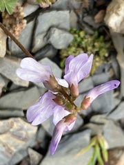 Astragalus distortus engelmannii