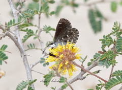 Hesperopsis alpheus
