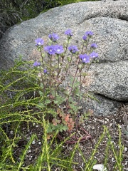 Phacelia ciliata