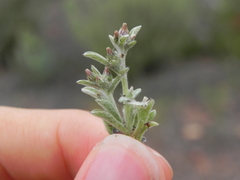 Gamochaeta stagnalis