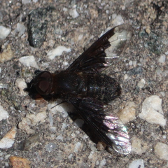 Hemipenthes seminiger