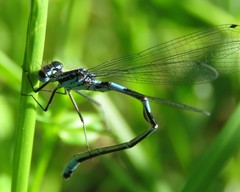 Coenagrion