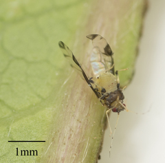 Sarucallis kahawaluokalani