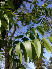 Juglans hindsii