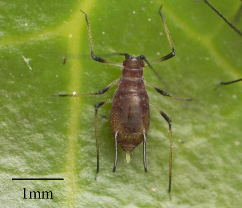 Rose Aphid photo 2
