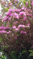 Rhododendron rubropilosum